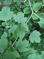 Viorne obier - Viburnum opulus